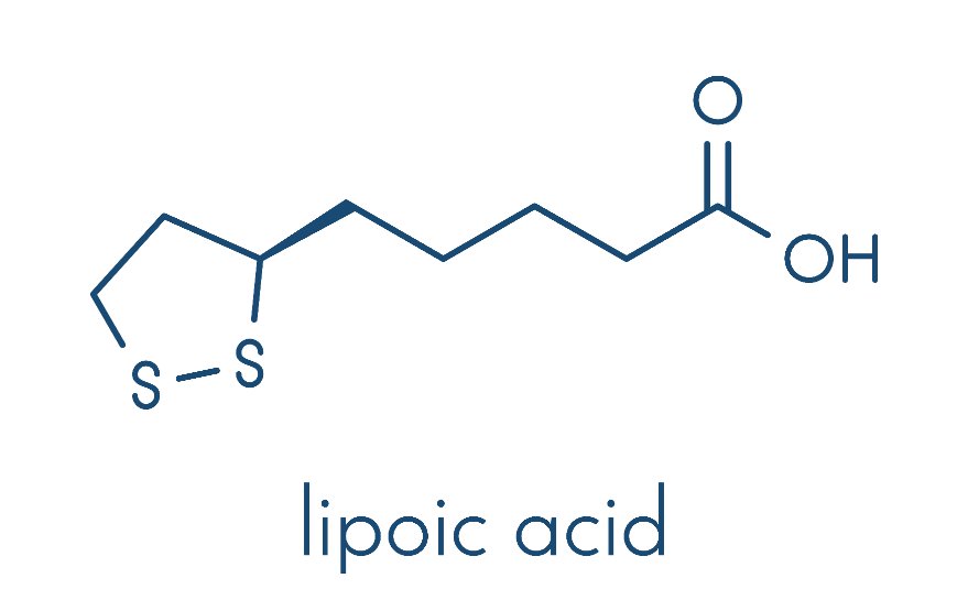 Acide lipoïque : un antioxydant puissant